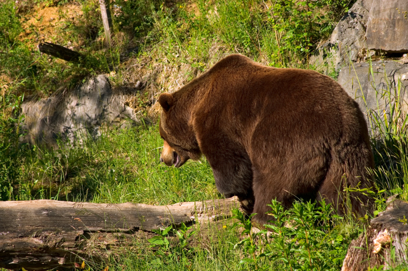 Evgeny Murtola / Shutterstock.com