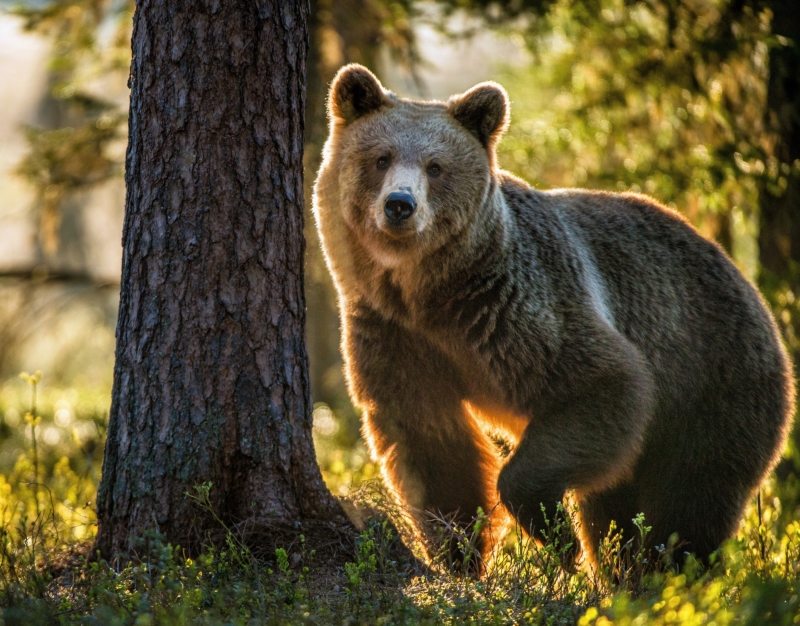 Sergey Uryadnikov / Shutterstock.com